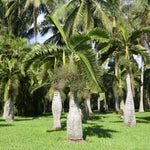 Live Palm Tree Plant in 3 Gallon Pot, No CA, Large Fully Rooted Size, Ready to Plant for Home Décor Indoor Outdoor Landscape, Rare Palm Trees, Bottle Palm