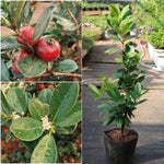 Red Cherry Guava Tree Plant Live, 1 Year Old Tree in Half Gallon Pot, Red Strawberry Guava Fruit 10-16 Inch, Well-Rooted, Ornamental Plants, No CA