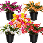Live Random Christmas Cactus Live Plant 4–6 Inches Tall, Winter Blooming False Thanksgiving Cactus Well Rooted, Flowering Houseplant for Home and Office