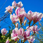 2 Magnolia Tree Cuttings, Hardy Fragrant Magnolia Flowering Tree, Well Rooted Cuttings 8–12 Inches for Outdoor Garden (Saucer Magnolia Cuttings)