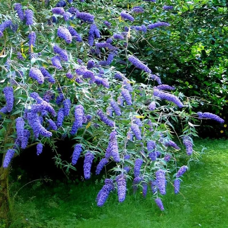 Light Blue Buddleia Butterfly Bush Plant Live, 5-9" in Tall, No Pot, Perennial Bushes Ready to Plant in Spring Outdoor Gardening, Dormant in Winter