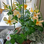 Apricot Dipladenia Live Plant, Tropical Flowering Vine Trailing Plants, 4 to 9 Inch Tall