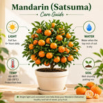 Satsuma Mandarin Tree Live Plant in 1 Gallon, Citrus Fruit Tree, Sweet Mandarin Orange Plant, Easy Growing Sweet Fruit Plant for Patio and Garden