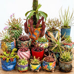 3 Mix of Green, Red Fly Trap Live Plants and Pitcher Plant Nepenthes, Exotic Tropical Collection, Starter Size, Each Type One Plant