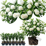 Duke Jasmine Live Plant – Climbing White Flower Vine, Fragrant Indoor & Outdoor 4-6” Tall Decorative Plant