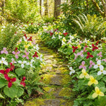 20 Bulbs of Mix Trillium Bulbs, Large Bulbs, Trillium Perennial Flower Bulbs, Trillium Bulb for Planting Indoor Outdoor, Trillium Flower Bulbs
