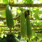 Loofah Sponge Gourds Live Plant for Planting, Luffa Plant from 4 to 6 Inches Height, 2 Plants in Pot, Climbing Annual Vine, Ready for Planting