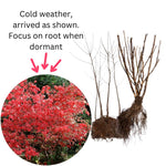 Pack 2 Burning Bush Rooted Cuttings Live, Hardy Ornamental Shrubs, Burning Bush Live Plants