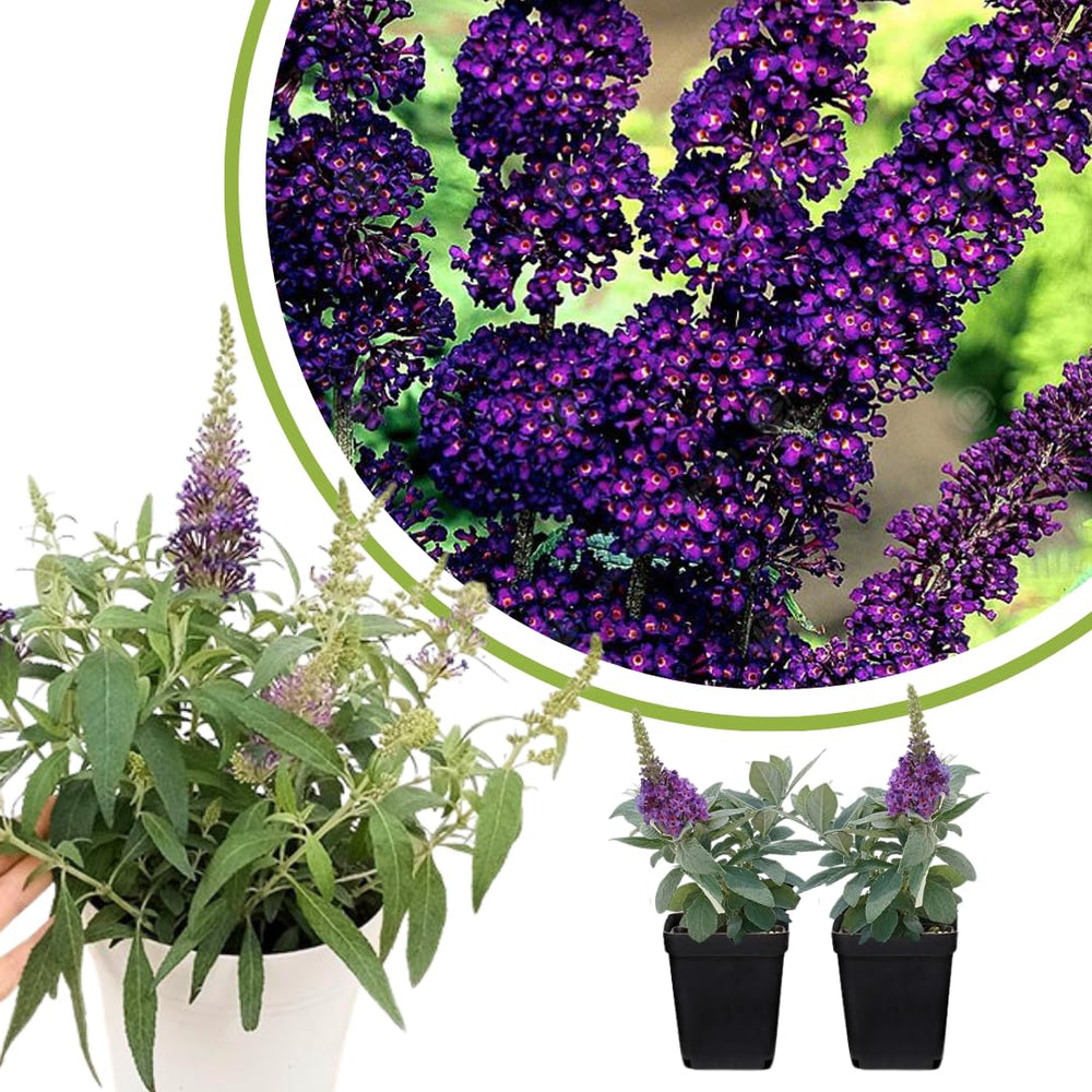 2 Butterfly Bush Live Plants, Deep Black Buddleia Shrubs, 5–9 Inch Tall, Fragrant Flowering Shrubs, No Pot