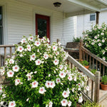 White Red Rose of Sharon Plant, Summer Bloom Garden Shrub, 6-12 Inch Tall
