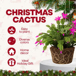 Christmas Cactus Plants Live, Flowering Thanksgiving Cactus with Vibrant Blooms, 4-7'' Tall, Easy-Care Indoor Houseplant (Purple Blooms)