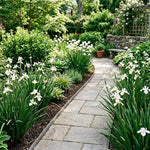 Pack of 2 African Iris Plants Live, Live African Iris Plant, White Bloom, 3-5 Inc Tall, Perennial Flowers for Indoor Outdoor Planting