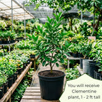 Mandarin Orange Tree Live Plant, 2 Years Old Clementine Tree, Well Rooted in 1 Gallon Pot, 1-2 Feet Tall, Fragrant Citrus Trees for Patio and Outdoor Garden