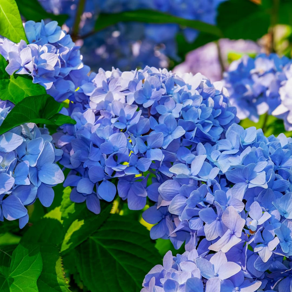 Hydrangea Plant Live Tree Dormant in Winter, Vibrant Color Bloom, 5-11" Well-Rooted Hydrangea Shrub Bush for House Planting Outdoor (Blue to Pink)