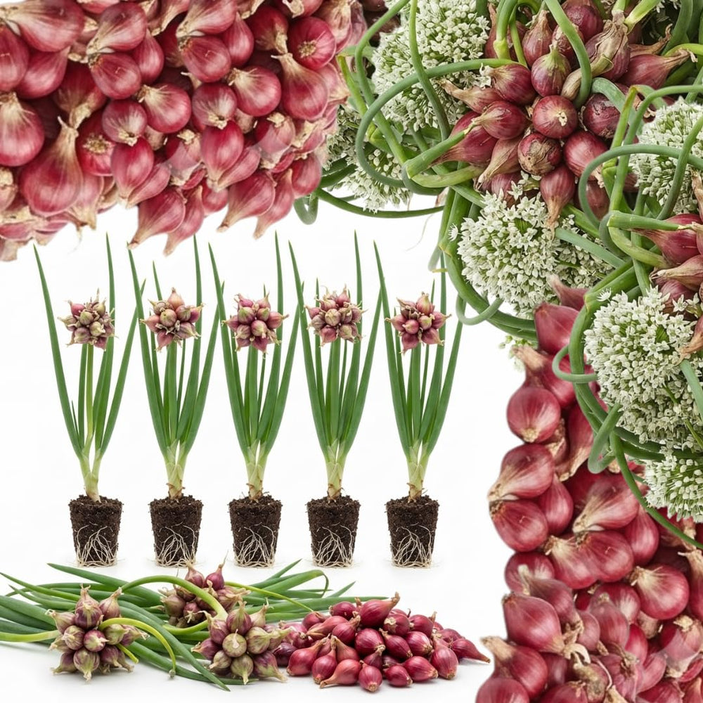 5 Egyptian Walking Onions Plants, Egyptian Onions Plant for Planting