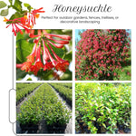 2 Honeysuckle Plants Live for Planting, Fragrant Honeysuckle Vine Live Plants, 5-9" Tall, Hardy Perennial Climbing Vine