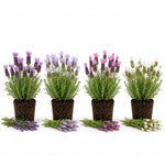 2 Random Lavender Plants 4–7" Tall, Fragrant Lavender Flowering Garden Plants for Patio, Containers and Backyard Landscaping