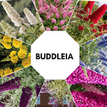 Random Buddleia Butterfly Bush Plant Live, 5-9" in Tall, No Pot, Perennial Bushes Ready to Plant in Spring Outdoor Gardening, Dormant in Winter