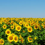 Sets 2 Sunflower Plants Live for Planting, Very Fast-Growing for Full Sun, Year Round Blooming, 3-5" in Tall