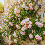Roses Live Plant, Climbing Rose Plant Live from 5'' Tall, Bush Shrub Plants, Fragrant Flower Garden (Pink New Dawn)