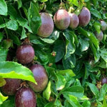 Purple Passionfruit Tree Live Plant, High Yield Passionfruit Vine, 5 to 9 Inch Tall Edible Passiflora Outdoor Garden, Perennial Coloful and Sweet Fruit