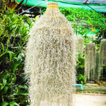 Fresh Air Plant Live Spanish Moss Houseplants Clump 10" Long to Grow, Tillandsia Air Purifying Plants Indoor for Hanging Décor