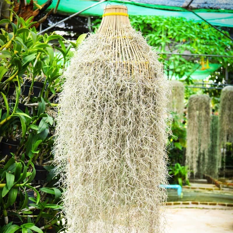 Fresh Air Plant Live Spanish Moss Houseplants Clump 10" Long to Grow, Tillandsia Air Purifying Plants Indoor for Hanging Décor