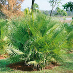 Palm Tree Live Plant, Fully Rooted in 3 Gallon Pot, Rare Tropical Plant Live for Indoor or Outdoor Growing, Fan