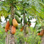 Sweet Papaya Tree Live Plant, Tropical Fruit Papaya Plant, Well Rooted 5-10 Inches Tall in 4 Inch Pot