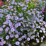 Blue Aster Plants Live for Planting, 3 to 6 Inch Asters Perennial Live Plants, No Pot