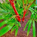 Palm Tree Live Plant, Fully Rooted in 3 Gallon Pot, Rare Tropical Plant Live for Indoor or Outdoor Growing, Red Lipstick