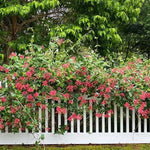2 Red Honeysuckle Plants Live for Planting, Fragrant Honeysuckle Vine Live Plants, 5-9" Tall, Hardy Perennial Climbing Vine