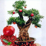Starter Red Pomegranate Tree Live Plant, Cold Hardy Red Pomegranate 5-9" for Home Garden, Edible Fruit Trees, 5 Months Old