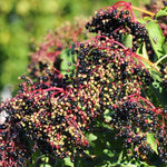 Black Elderberry Plant Live, Backyard Berry Plant, 10-12 Inch Tall