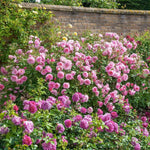 Climbing Rose Live Plant Well Rooted, No Leaf, Ready to Plant Indoor Outdoor, Climber Rose Bush, Hybrid Tea Rose Like, Very Fragrant, Long Bloomer (Pink - Deep Pink)