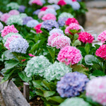 Blue Hydrangea Flower Live Plant, Cold Hardy Flowering Shrub, 1-1.5 Ft Tall