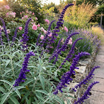 3 Dark Purple Salvia Sage Plants 4–7" Tall, Perennial Live Flowering Garden Plants for Outdoor Growing, Vibrant Salvia Plant Starter