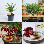 Red Finger Lime Tree Live Plant, Citrus Plant Live Garden, 1-2 Feet Tall, Fruit Gardening, Finger Lime Plant Pot 1 Gallon