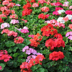 4 Red Geranium Plants Live, No Pot, Geranium Live Plants from 5 Inc Tall Starter Plants