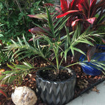 Palm Tree Live Plant, Fully Rooted in 3 Gallon Pot, Rare Tropical Plant Live for Indoor or Outdoor Growing, Seashore