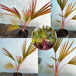 Palm Tree Live Plant, Fully Rooted in 3 Gallon Pot, Rare Tropical Plant Live for Indoor or Outdoor Growing, Rare Red
