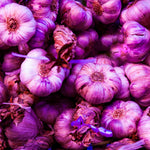 4 XL Size Purple Garlic Bulbs for Planting Outdoors, 0.5 Pound About 4-5 Bulbs Heirloom Garlic for Fall Planting