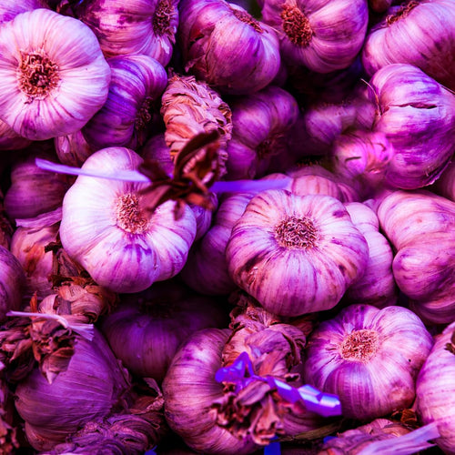 1 Lb Garlic for Planting in Fall Hardneck, 5-6 Large Purple Garlic Bulbs for Planting, Fresh and High Yield Bulb Variety Pack, Hardy and Fast Growing