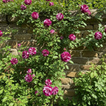 Climbing Roses Live Plants, Well Rooted 5-9" Tall, No Leaf, Ready to Plant Indoor Outdoor, Climber Rose Bush, Hybrid Tea Rose Like, Very Fragrant, Long Bloomer (Purple Striped)