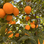 Red Navel Orange Live Plant in 1 Gallon Pot, Red Orange Tree 24-30 Inch Tall, Citrus Fruit Tree for Planting Outdoor Garden