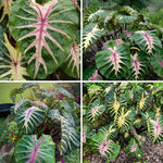 Set 2 Green Pink Colocasia Elephant Ear Plants Live 4–7 Inches Tall, Tropical Foliage Plants for Outdoor Garden, Large Leaf Plants for Patio, Containers or Landscape