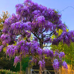 Purple Wisteria Tree Live Plant, Fragrant Flowering Vine in 2.5'' Pot, Blooming Wisteria Tree fot Container and Garden Growing