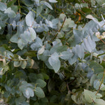 Baby Blue Eucalyptus Plant Live, Eucalyptus Tree Live, Well Rooted Starter Plants, Fragrant Foliage Ornamental Plant, 5-7 Inches Tall, Indoor Outdoor Landscape