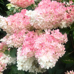 2 Hydrangea Plant Live, Hardy Hydrangea Bush Shrub for Outdoor Garden Planting, Bare Roots Dormant 6-12 Inch (Pink White Hydrangea)