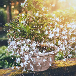 Live Clerodendrum Wallichii Plant, White Flowering Clerodendrum Smithianum for Indoor or Outdoor Growing, Chain of Glory Vine, 5-9 Inch Tall